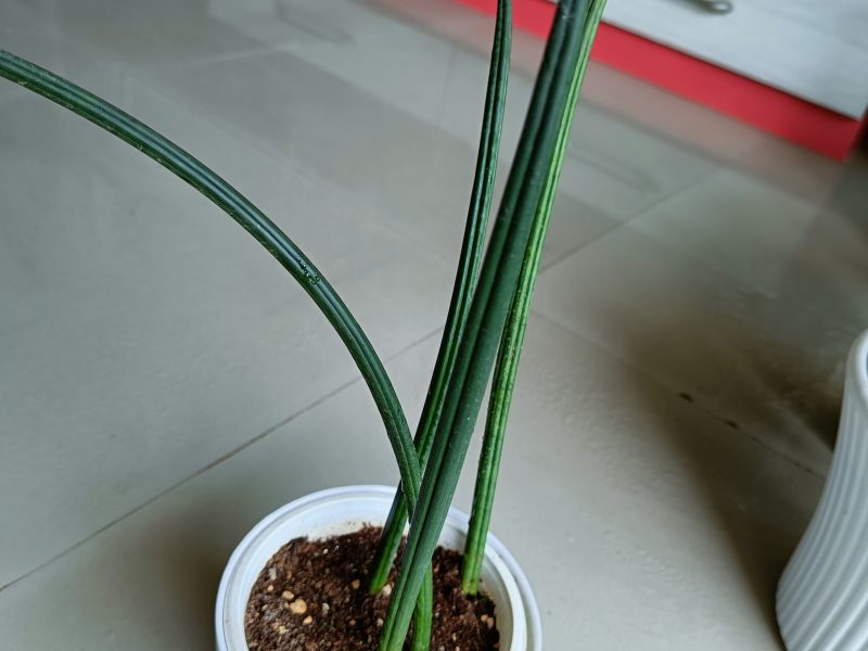 Cylindrical Snake Plant