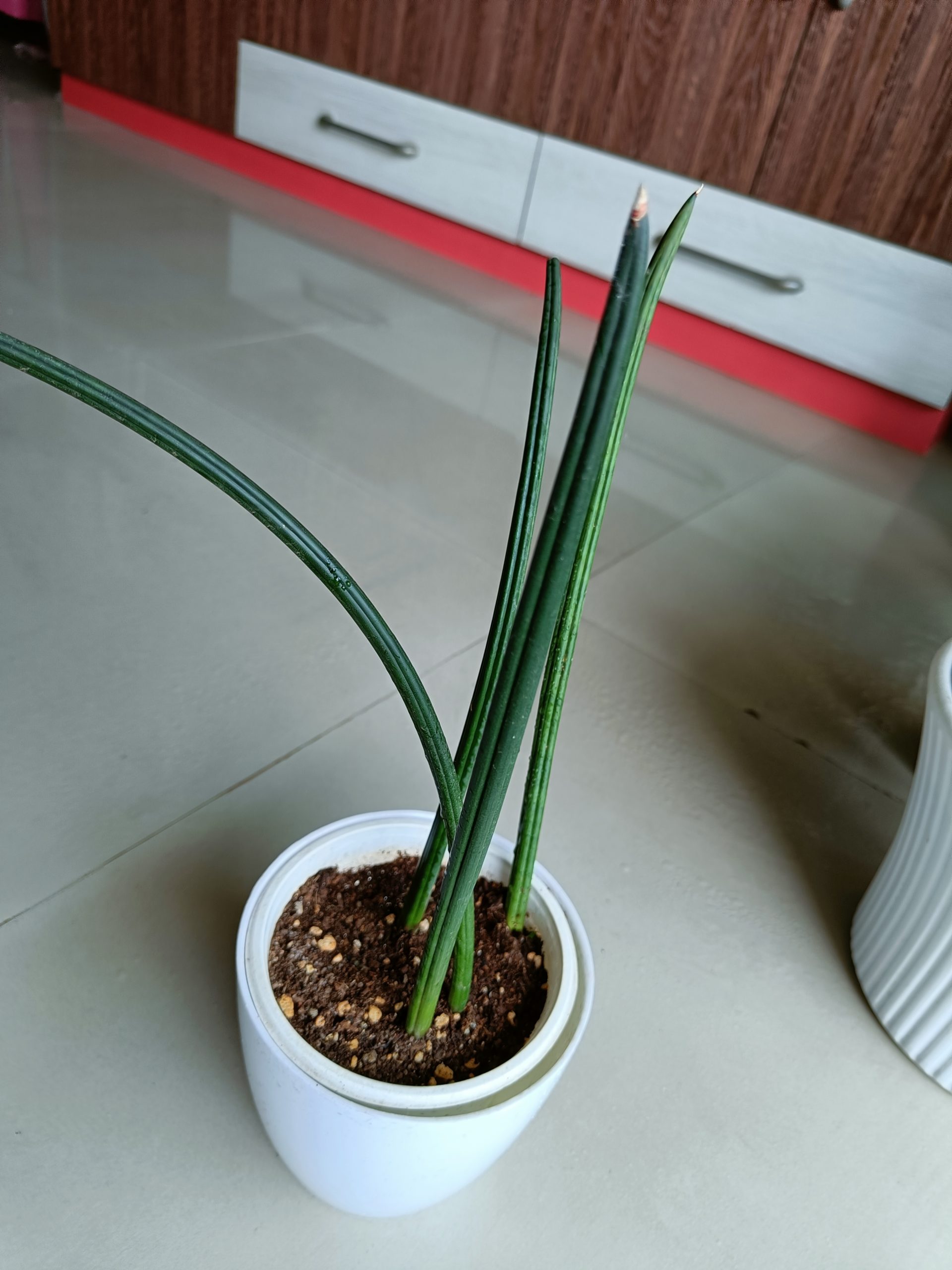 Plant Goon Love For Plants